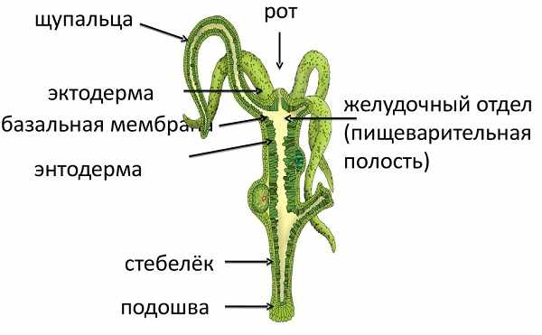 Кракен даркнет официальный